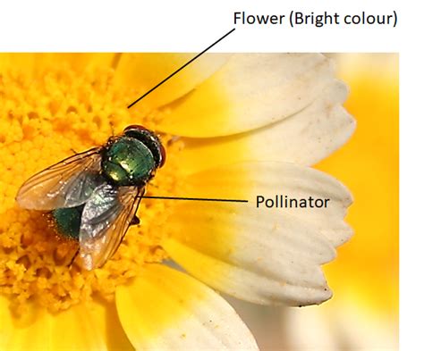 Entomophily is pollination by(a) Water(b) Animals(c) Air(d) Insects