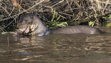 Plants & Animals Unique to the Atchafalaya River Basin | Sciencing