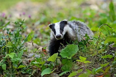 Badger Habitat | Assorted Animals