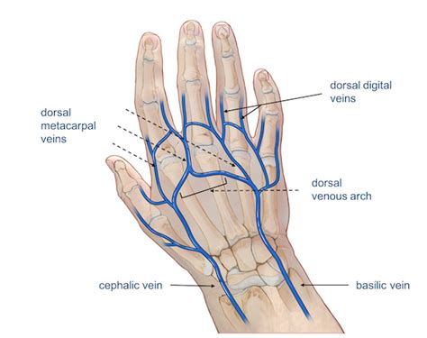 Wrist Hand Anatomy