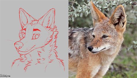 Working on drawing a Jackal for a friend - here is the sketch compared ...