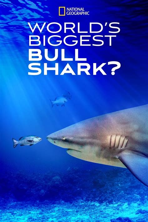 World's Biggest Bull Shark? (2021) — The Movie Database (TMDB)