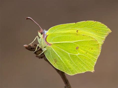 Brimstone | Butterfly Conservation