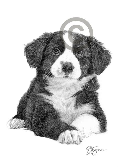 65+ Easy Border Collie Dog Drawing Pic - Codepromos