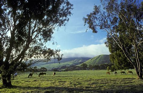 A Brief History of Waimea on Hawaii's Big Island | Big island, Hawaii ...