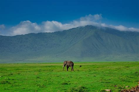 What To Expect On A Ngorongoro Crater Safari: Ultimate Guide