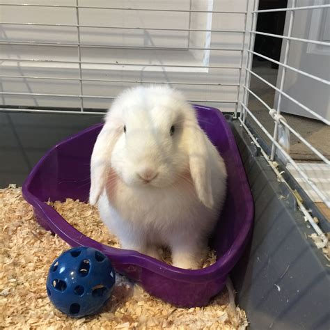 a small white rabbit sitting in a purple bowl next to a blue ball and cage