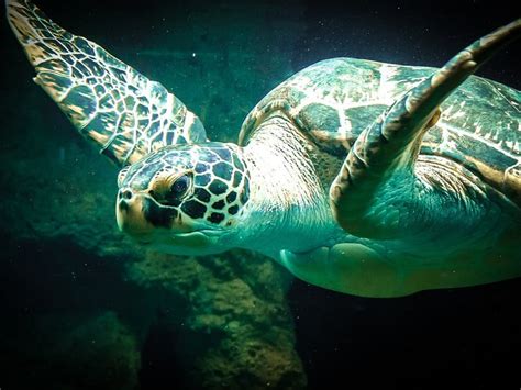 Sea Turtle Conservation