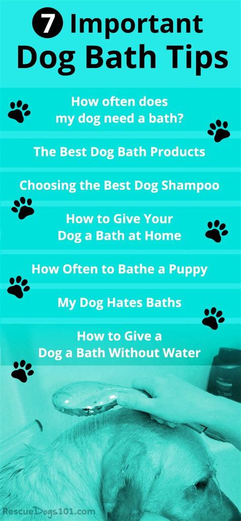 Dog Bathing Tips And Tricks - BarkForce