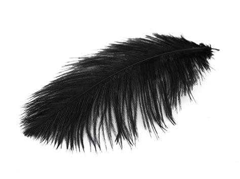 Black Ostrich Feathers Drabs (13-16") – Feather Buy