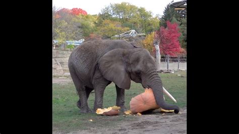 Elephants at Milwaukee Zoo are shown squashing and eating giant ...