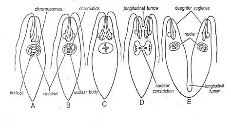 Reproduction of Euglena | Binary & Multiple Fission |Diagram