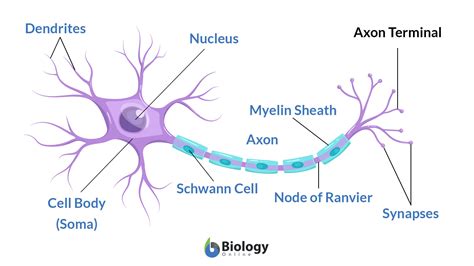 Axon terminal - Definition and Examples - Biology Online Dictionary