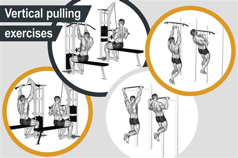 Vertical pulling exercises | Muscle Activation Guide