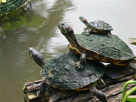 Red-eared Slider | Turtle | Information and Pictures | For Tortoise ...