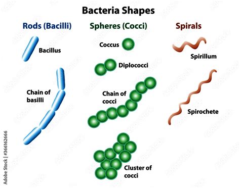 Bacteria shapes showing rods, spheres, and spirals. Shapes of bacteria ...