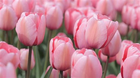 Free photo: Pink Tulips - Blooming, Flower, Fragrance - Free Download ...