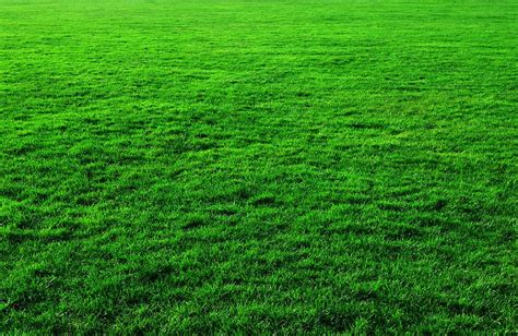 HD wallpaper: green grass field, hills, trees, landscape, nature, green ...