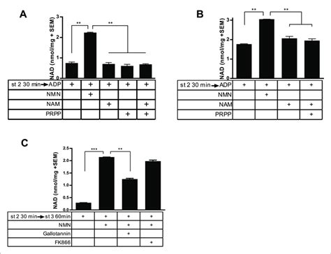 Isolated mitochondria do not produce NAD from nicotinamide. (A ...