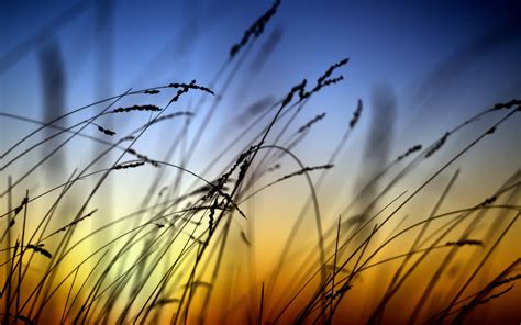 Nature landscape, sunset, grass wallpaper | nature and landscape ...