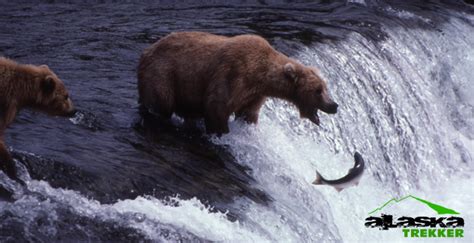 Alaska Bear and Bears Viewing Guide and Information