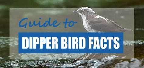 15 Fun & Surprising Dipper Bird Facts - Pond Informer