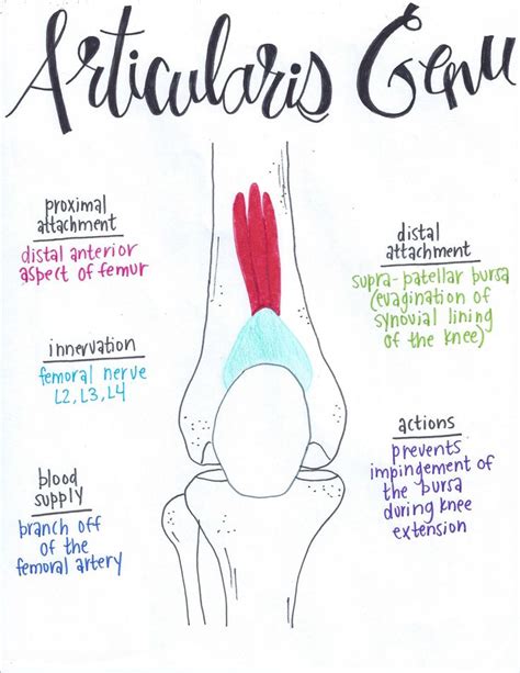 Articularis Genu | Muscle anatomy, Human anatomy and physiology, Anatomy