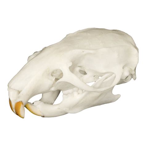 Real Rat Skull For Sale – Skulls Unlimited International, Inc.