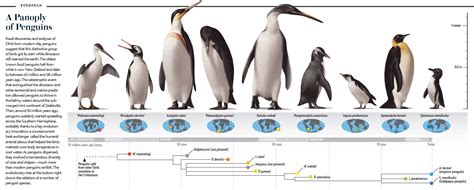 archosaurs, rhamphotheca: Penguin Evolution Penguins are...