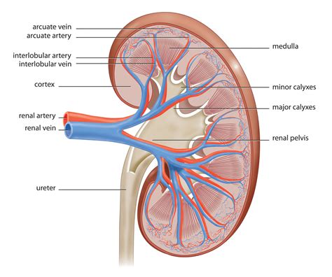 The Anatomy of a Kidney - Interactive Biology, with Leslie Samuel