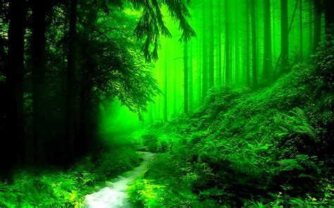 Dark Green Forest Wallpapers - Top Free Dark Green Forest Backgrounds ...