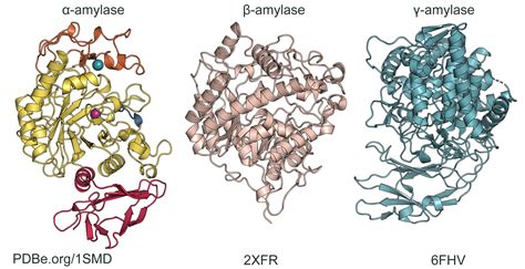 Amylase Enzyme Structure