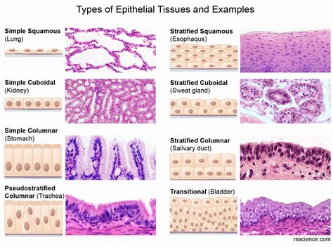 Epithelial Tissue 8 Types