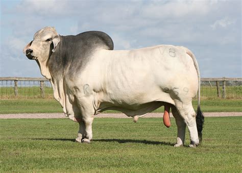 Brahman Cattle