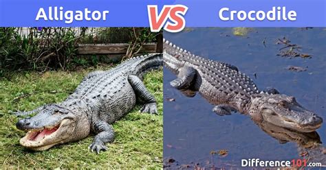 Caiman Alligator Crocodile Difference