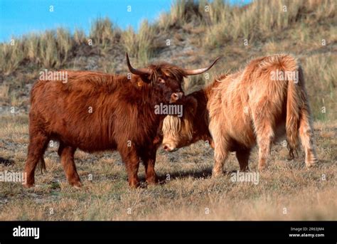 Scottish Highland Cattle, female, cows (Scotland) (Scotland) (Europe ...