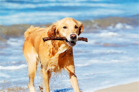 Pet Friendly Hotels in Virginia Beach VA | TripsWithPets