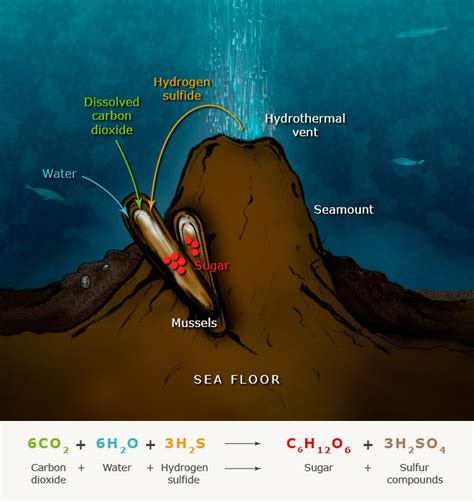 Chemosynthesis is the process by which food (glucose) is made by ...