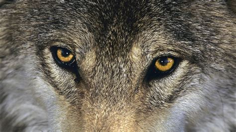 Brown wolf, wolf, animals, eyes HD wallpaper | Wallpaper Flare