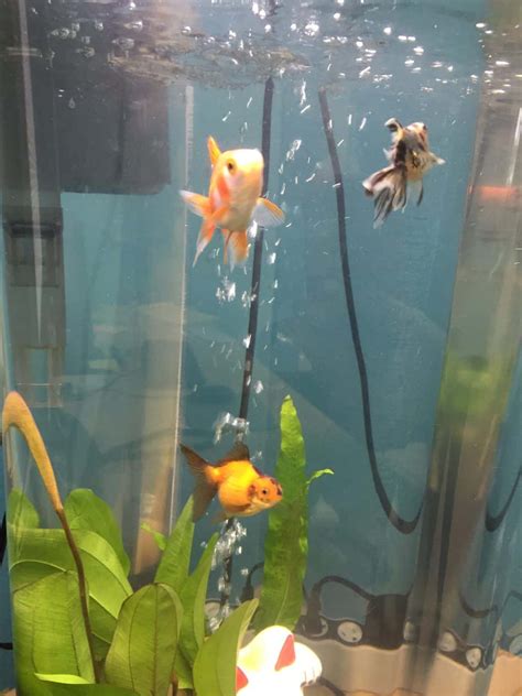 How to Breed Goldfish Successfully - Fish Vet