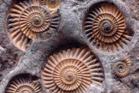 Scientists Use Ancient Shells To Learn About The Past ...