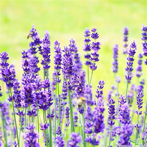 Lavender Wallpaper (64+ images)