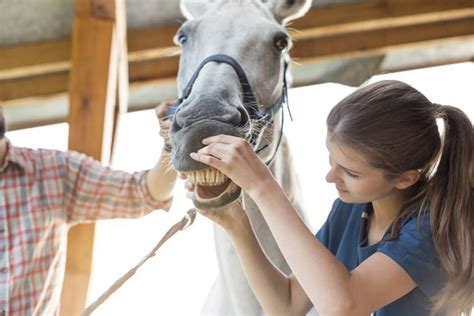 Wolf Teeth in Horses