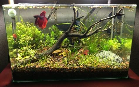 Betta Fish Tank Setup Ideas That Make A Statement! Betta Aquarium ...