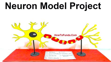 neuron model project for science fair exhibition | 3D | howtofunda ...