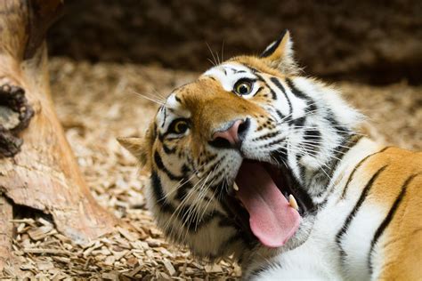 Funny tiger | A pic from Samur, the male amur tiger at Tierg… | Flickr