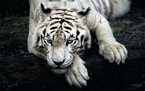 big Cats, Nature, Animals, Tiger, White Tigers Wallpapers HD / Desktop ...