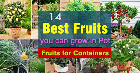 14 Best Fruits To Grow In Pots | Fruits For Containers