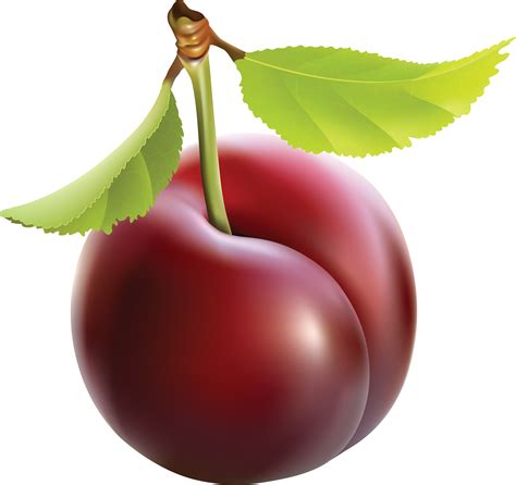 Free Plum Cliparts, Download Free Plum Cliparts png images, Free ...