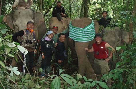 Sumatran Elephant’s Dietary Ecology, Movement and Habitat Use: Using ...